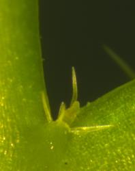 Cardamine coronata. Leaflet axillary hydathode.
 Image: P.B. Heenan © Landcare Research 2019 CC BY 3.0 NZ